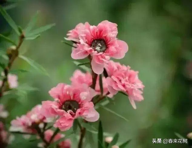冬天，如果想养花，推荐这些开花植物