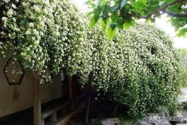 庭院栽棵木香花，能顶10棵桂花，花香飘十里，开花数量巨多