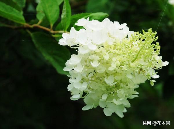 寒冬中的花海谁不爱？这花冬季也能成片开放，北方可露地栽培