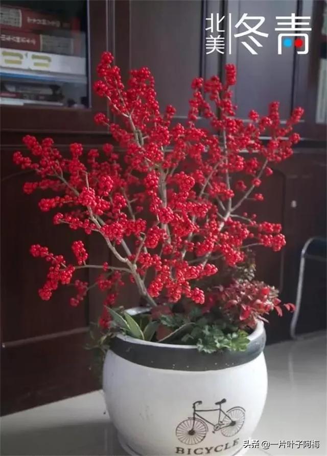 有一种观果植物，超级耐寒不怕冻，-30℃也不怕，红红火火一整年