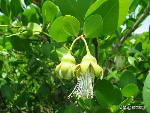 海南岛特有的珍稀花木，红树林的主要树种