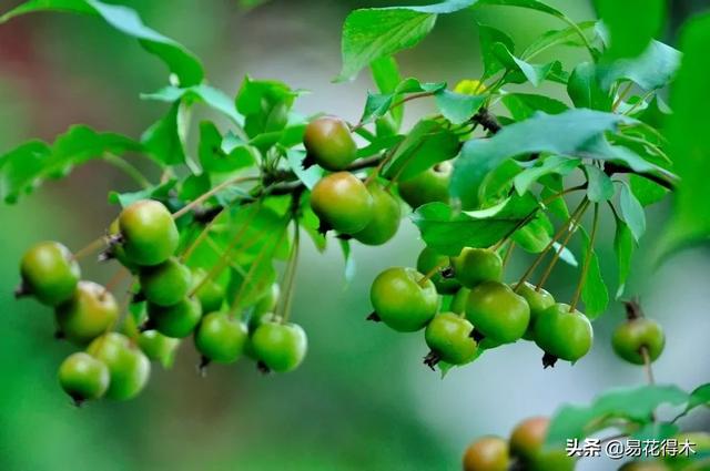 濒危物种｜我国吉林长白山地区特有的珍稀植物：山楂海棠