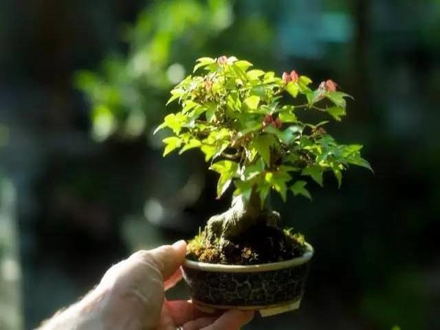 盆栽植物老长不旺，可能和这个东西有关