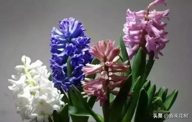 冬天，如果想养花，推荐这些开花植物