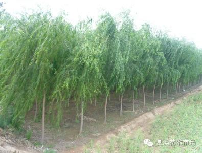 垂柳栽植知识