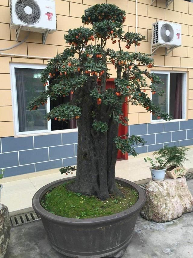 大型花木养成盆景，枝条苍劲造型奇异，摆在家里还有“镇宅”寓意