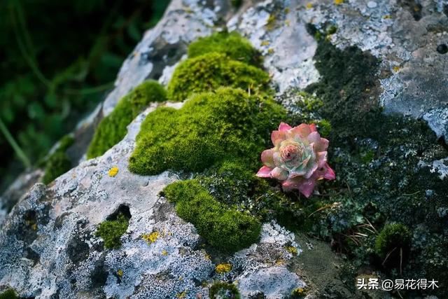 多肉植物被冻伤怎么办？如何避免和补救