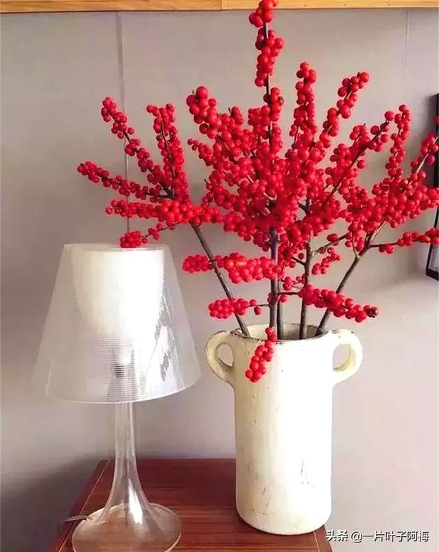 有一种观果植物，超级耐寒不怕冻，-30℃也不怕，红红火火一整年