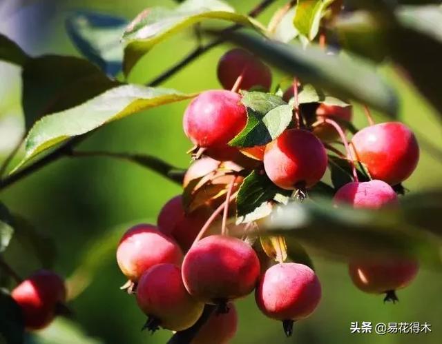 濒危物种｜我国吉林长白山地区特有的珍稀植物：山楂海棠