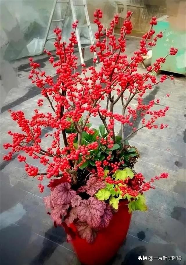 有一种观果植物，超级耐寒不怕冻，-30℃也不怕，红红火火一整年