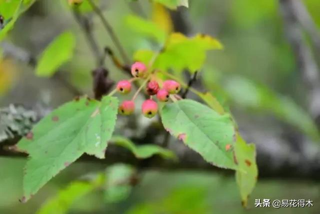 濒危物种｜我国吉林长白山地区特有的珍稀植物：山楂海棠