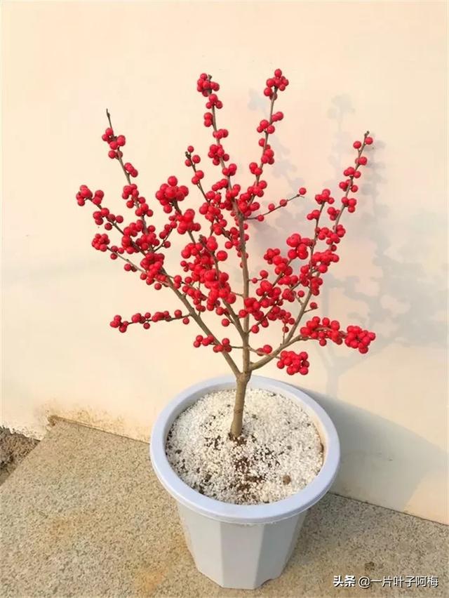 有一种观果植物，超级耐寒不怕冻，-30℃也不怕，红红火火一整年