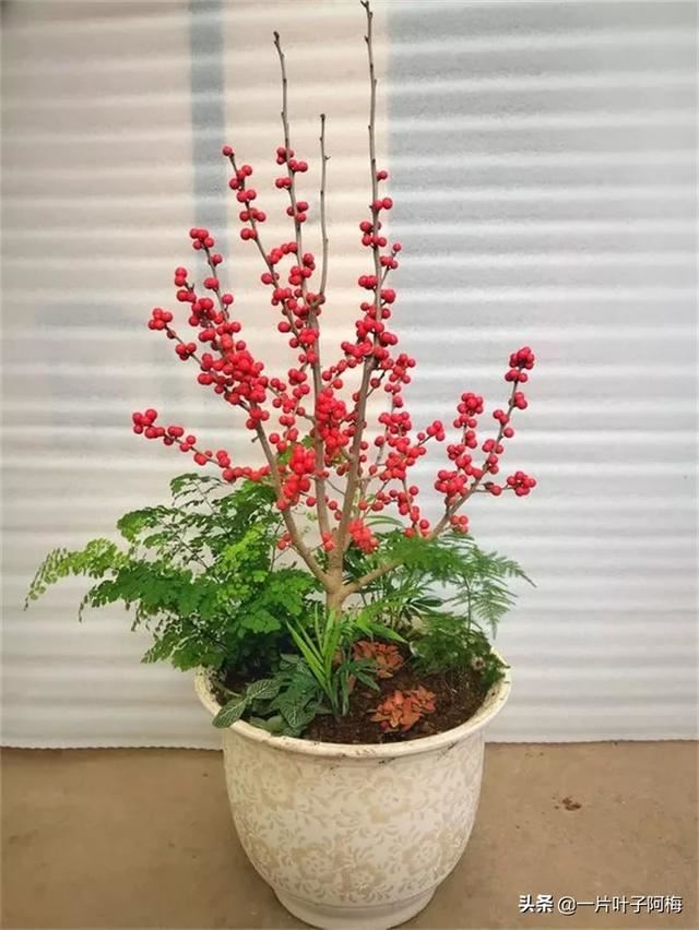 有一种观果植物，超级耐寒不怕冻，-30℃也不怕，红红火火一整年