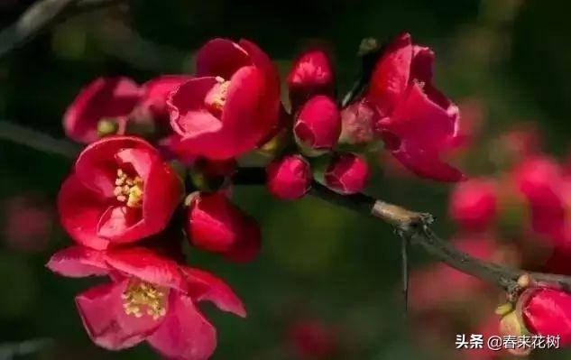 冬天，如果想养花，推荐这些开花植物