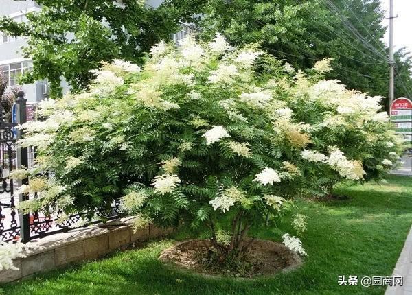 适合北方种植的观花丛生苗，这8种应用最多