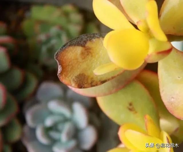 多肉植物被冻伤怎么办？如何避免和补救
