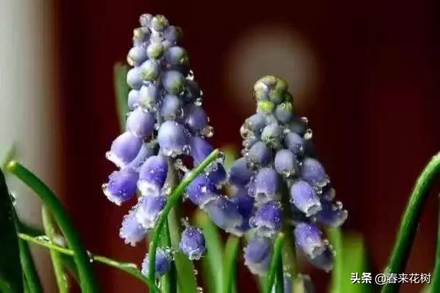 冬天，如果想养花，推荐这些开花植物
