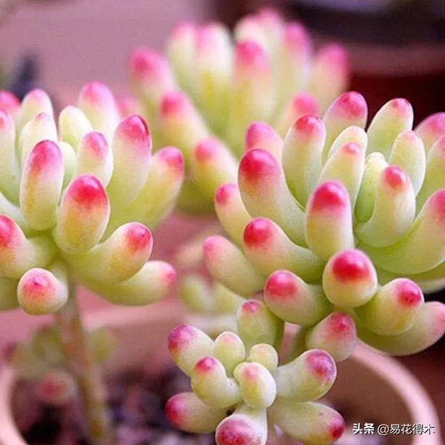 多肉植物被冻伤怎么办？如何避免和补救
