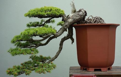 大型花木养成盆景，枝条苍劲造型奇异，摆在家里还有“镇宅”寓意