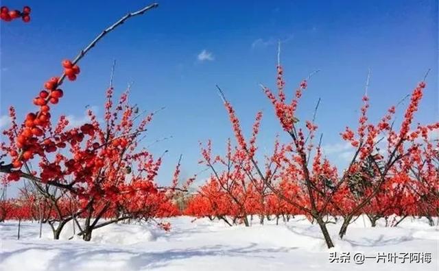 有一种观果植物，超级耐寒不怕冻，-30℃也不怕，红红火火一整年