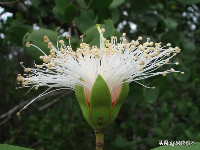 海南岛特有的珍稀花木，红树林的主要树种