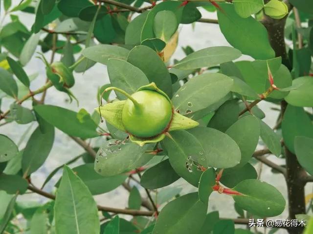海南岛特有的珍稀花木，红树林的主要树种