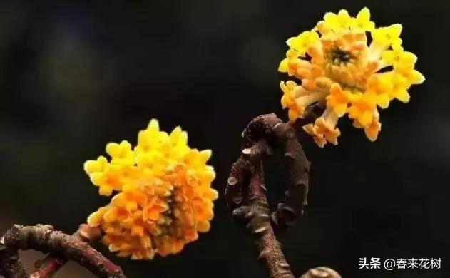 冬天，如果想养花，推荐这些开花植物