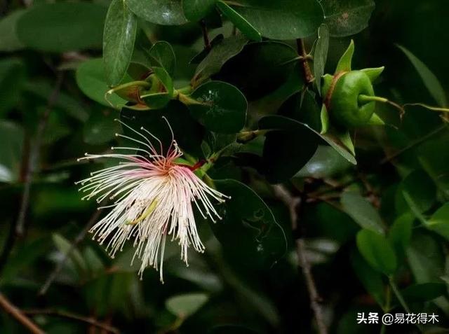 海南岛特有的珍稀花木，红树林的主要树种