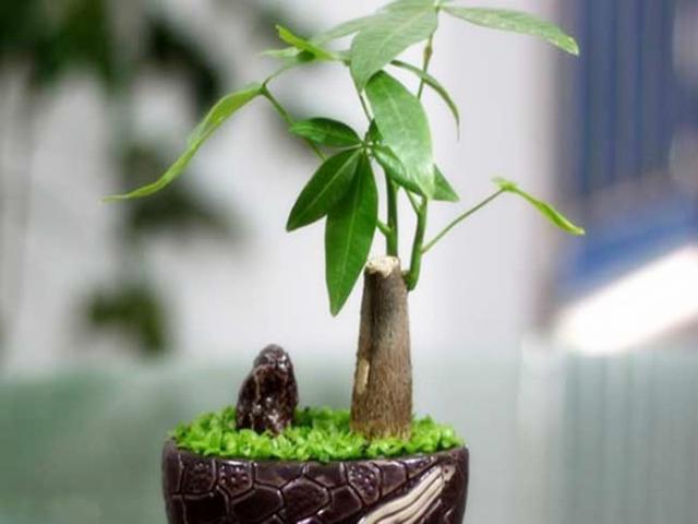 盆栽植物老长不旺，可能和这个东西有关