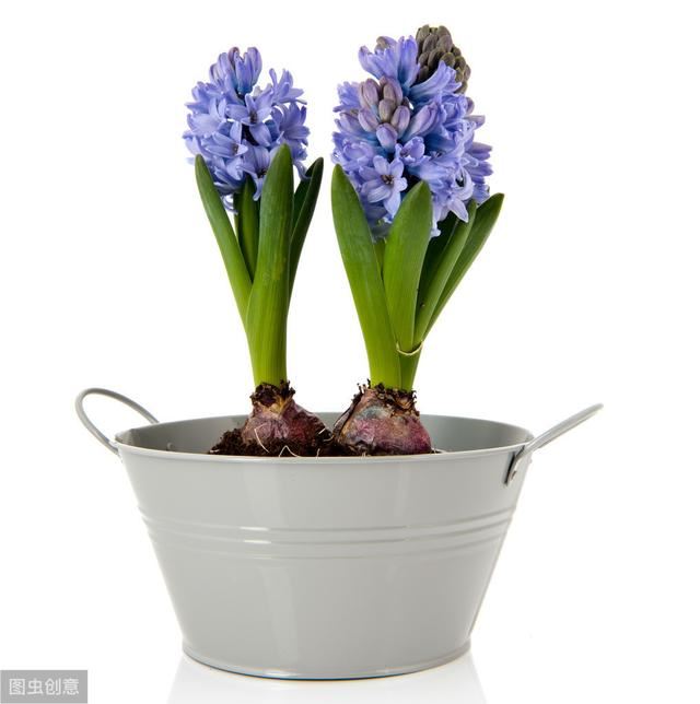 你知道几种耐寒花卉？