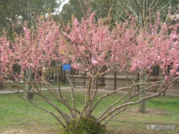 适合北方种植的观花丛生苗，这8种应用最多