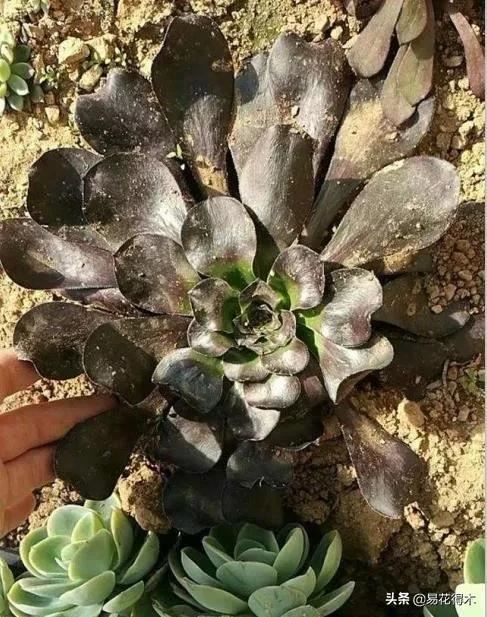 多肉植物被冻伤怎么办？如何避免和补救