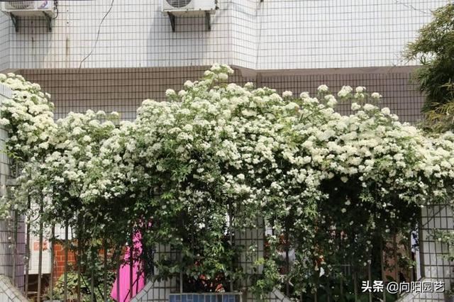 庭院栽棵木香花，能顶10棵桂花，花香飘十里，开花数量巨多