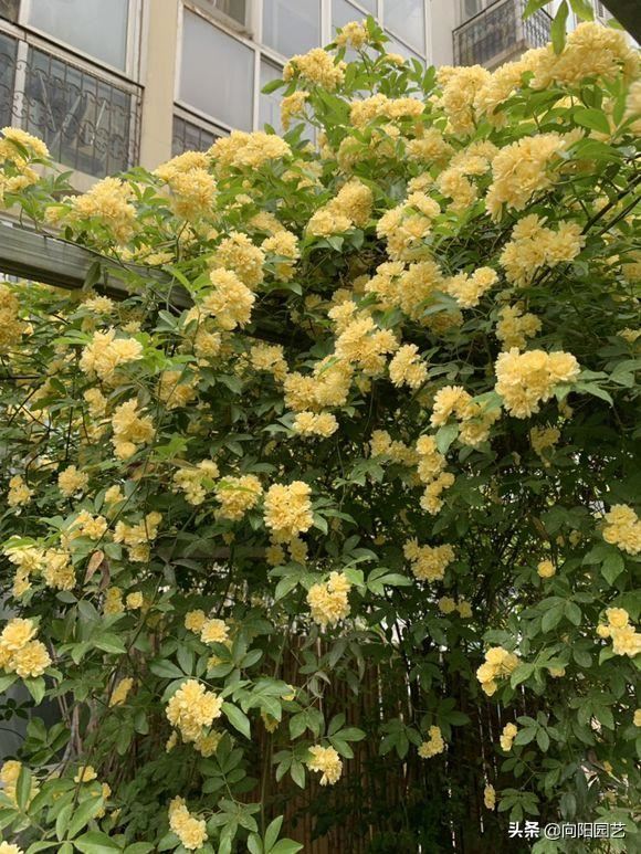 庭院栽棵木香花，能顶10棵桂花，花香飘十里，开花数量巨多