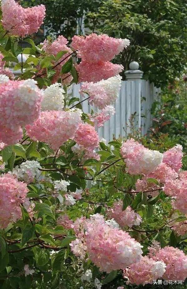 寒冬中的花海谁不爱？这花冬季也能成片开放，北方可露地栽培