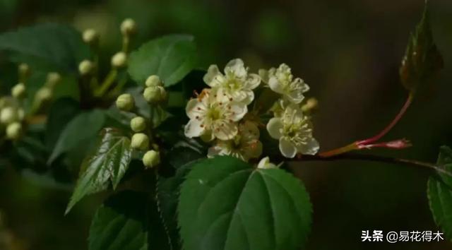濒危物种｜我国吉林长白山地区特有的珍稀植物：山楂海棠