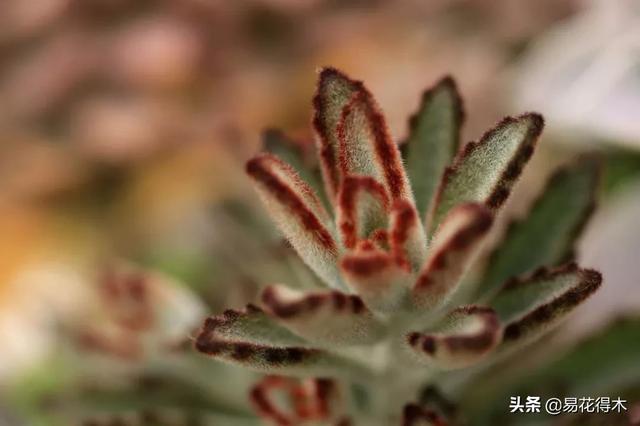 多肉植物被冻伤怎么办？如何避免和补救