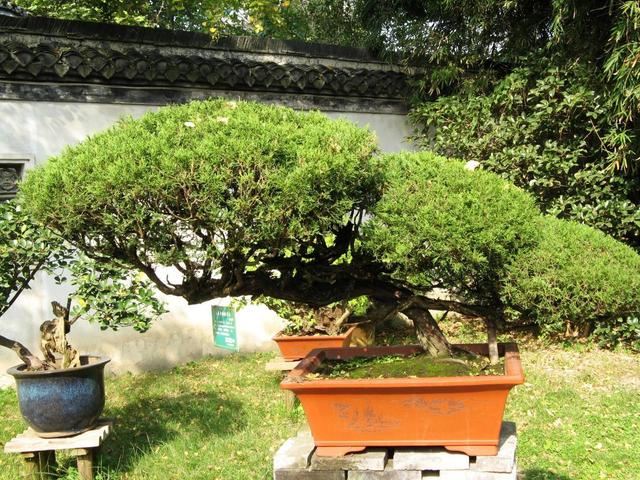 大型花木养成盆景，枝条苍劲造型奇异，摆在家里还有“镇宅”寓意