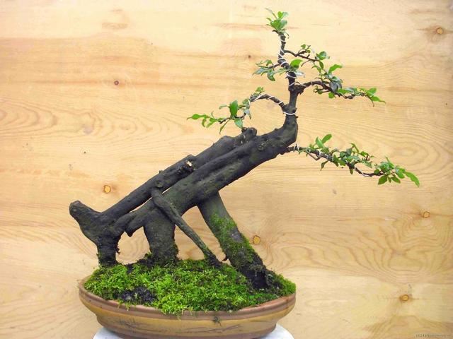大型花木养成盆景，枝条苍劲造型奇异，摆在家里还有“镇宅”寓意