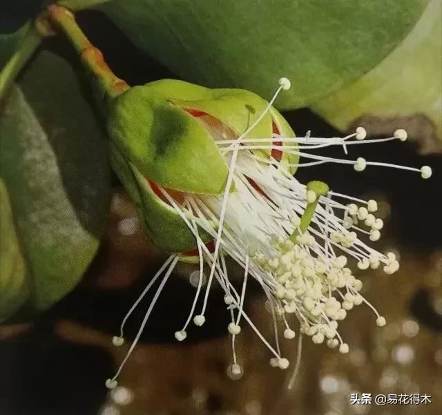 海南岛特有的珍稀花木，红树林的主要树种