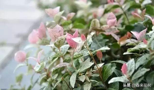 冬天，如果想养花，推荐这些开花植物