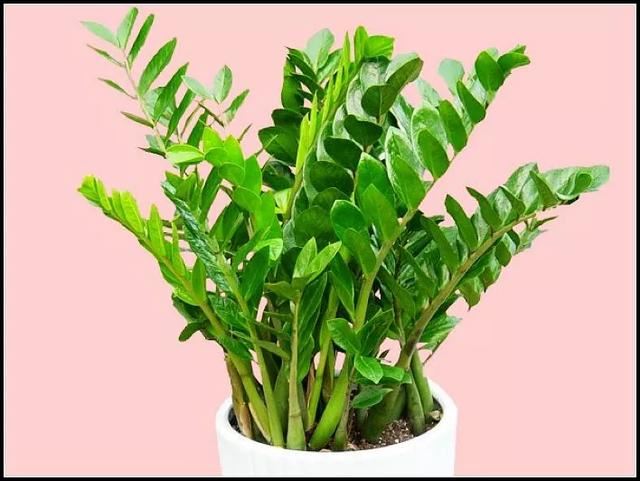 阳光有时会对植物造成伤害