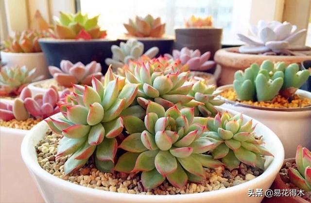 多肉植物被冻伤怎么办？如何避免和补救