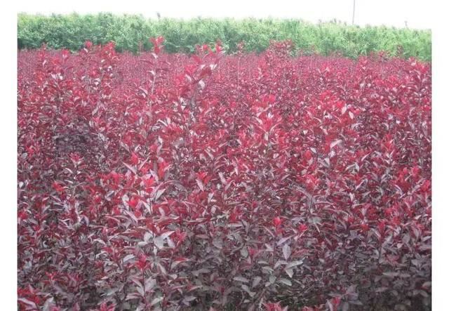 紫叶矮樱该季节如何扦插？