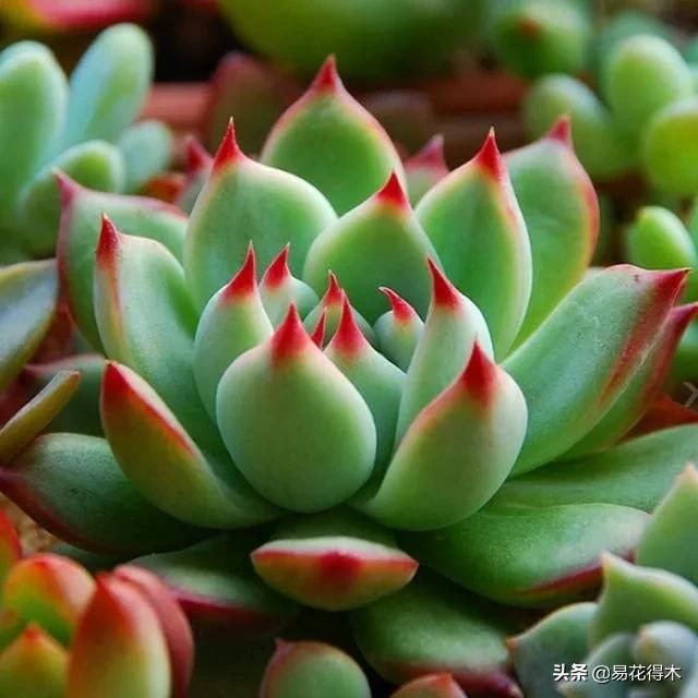 多肉植物被冻伤怎么办？如何避免和补救