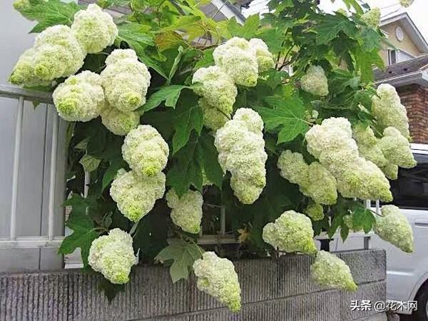 寒冬中的花海谁不爱？这花冬季也能成片开放，北方可露地栽培
