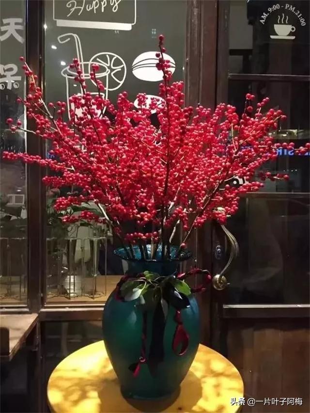 有一种观果植物，超级耐寒不怕冻，-30℃也不怕，红红火火一整年