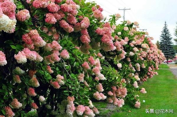 寒冬中的花海谁不爱？这花冬季也能成片开放，北方可露地栽培