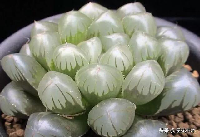 多肉植物被冻伤怎么办？如何避免和补救