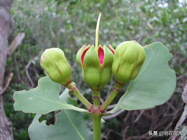 海南岛特有的珍稀花木，红树林的主要树种